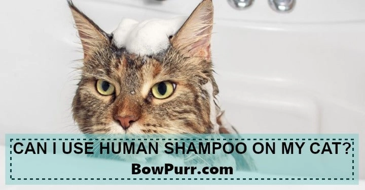 Can I use human shampoo on my cat
