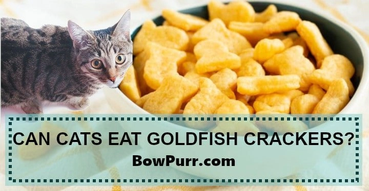 Can cats eat Goldfish Crackers