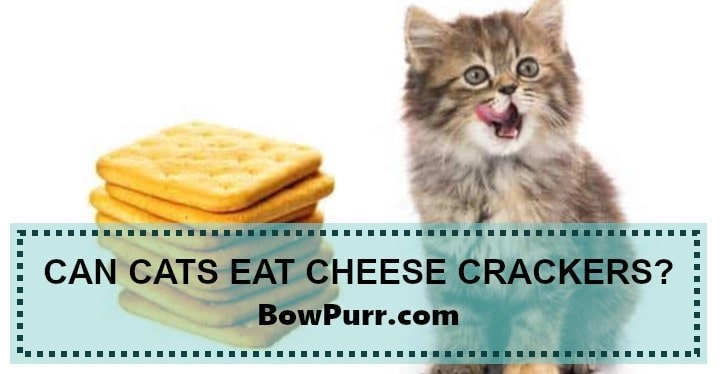 Can cats eat cheese crackers