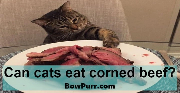 Can cats eat corned beef