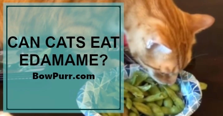 Can cats eat edamame