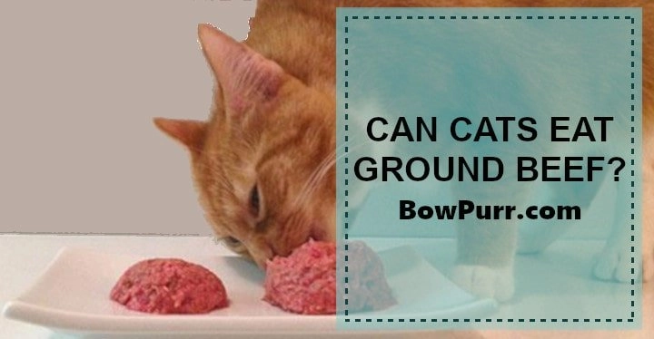 Can cats eat ground beef