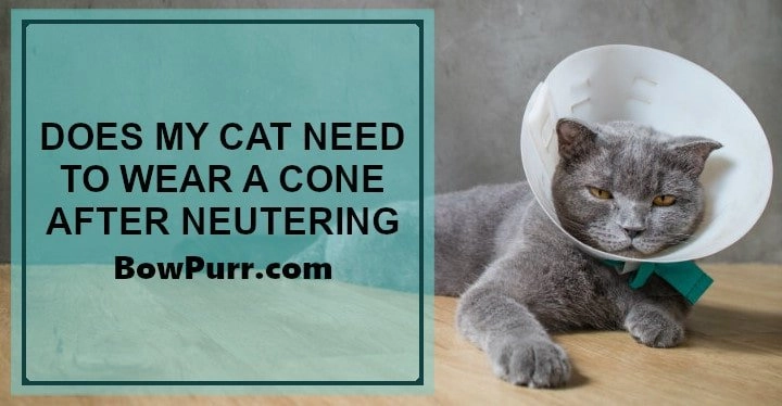 Does my cat need to wear a cone after neutering