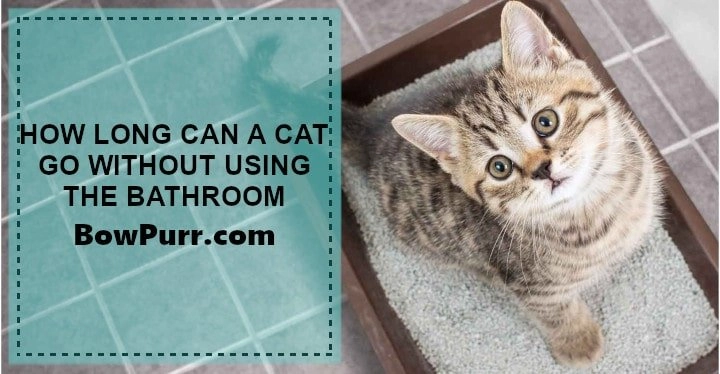 How long can a cat go without using the bathroom