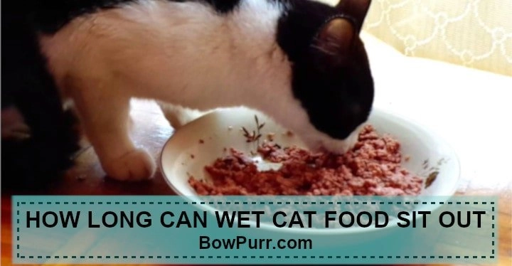 How long can wet cat food sit out