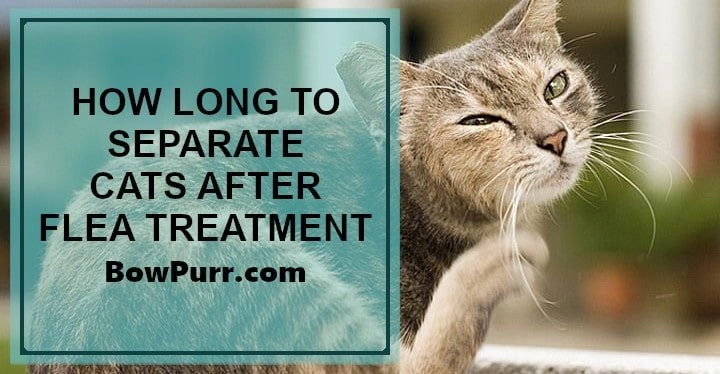 How long to separate cats after flea treatment