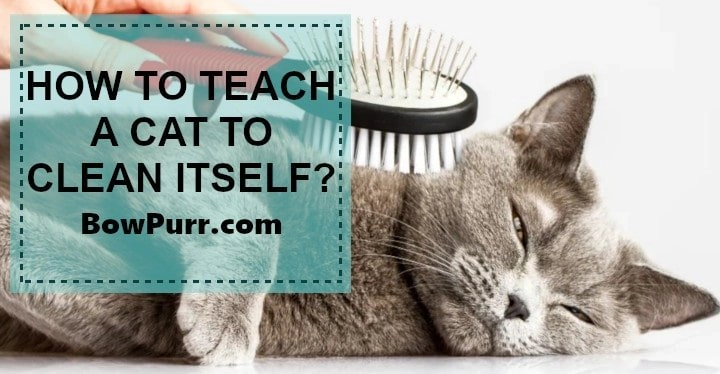 How to teach a cat to clean itself