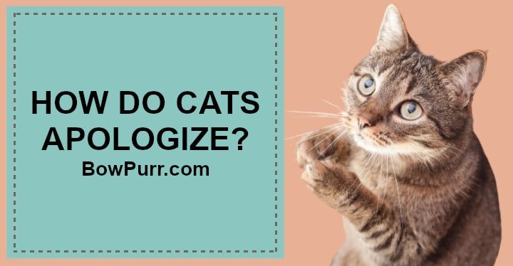 How do cats apologize