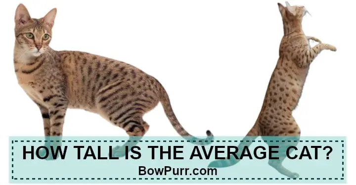How tall is the average cat