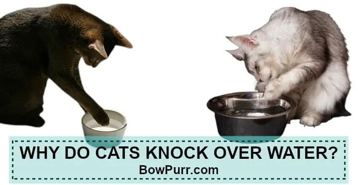 Why do cats knock over water