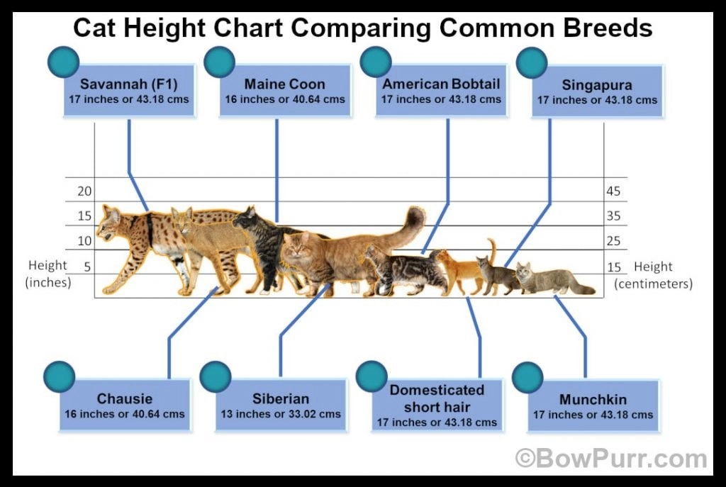 Cat height chart comparing different cat breeds