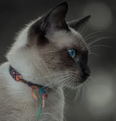 Why Do Siamese Cats Change Color