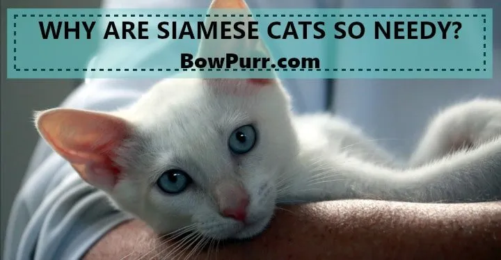 Why Are Siamese Cats so Needy
