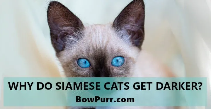 Do Siamese Cats Change Color