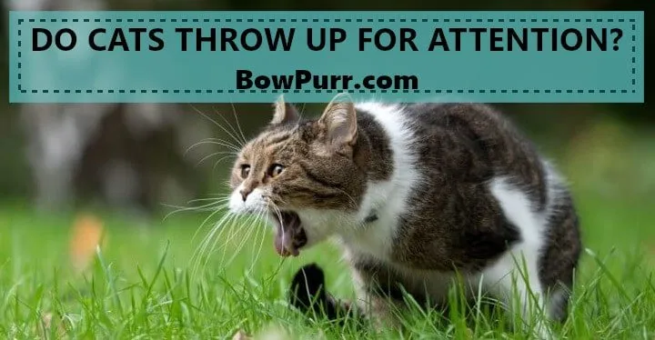 Do Cats Throw up For Attention