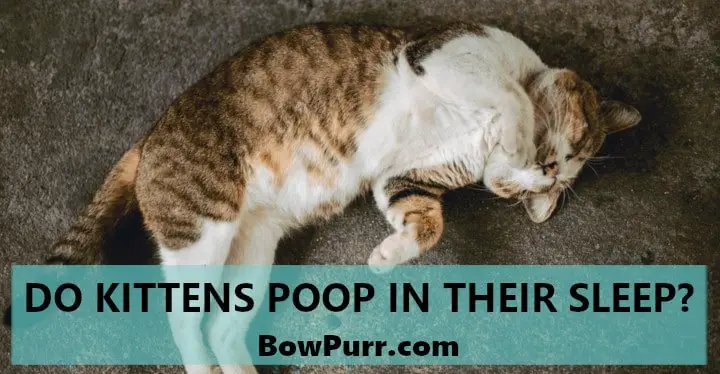 Do Kittens Poop in Their Sleep