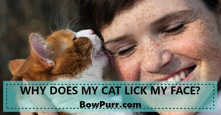 Why Does My Cat Lick My Face