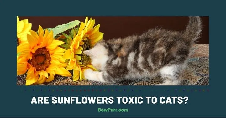 ARE SUNFLOWERS TOXIC TO CATS