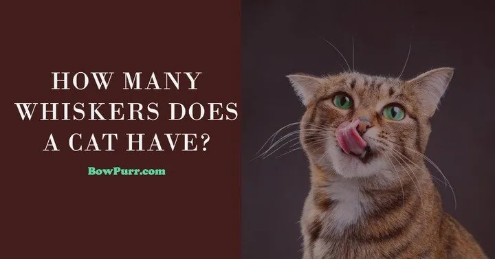 HOW MANY WHISKERS DOES A CAT HAVE