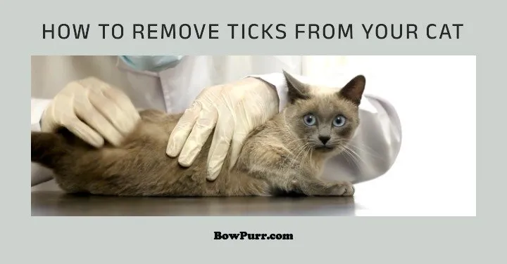 How to remove ticks from your cat