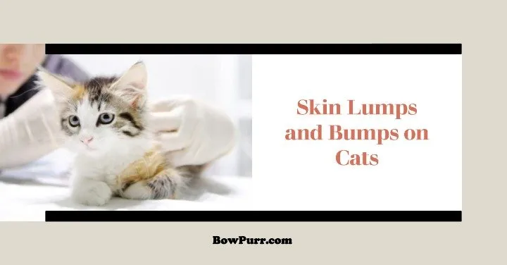 Skin Lumps and Bumps on Cats