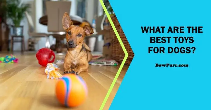 What Are the Best Toys for Dogs