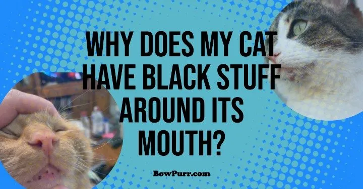 Why Does My Cat Have Black Stuff Around Its Mouth