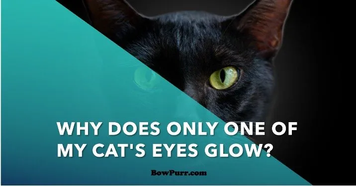 Why Does Only One of My Cat's Eyes Glow