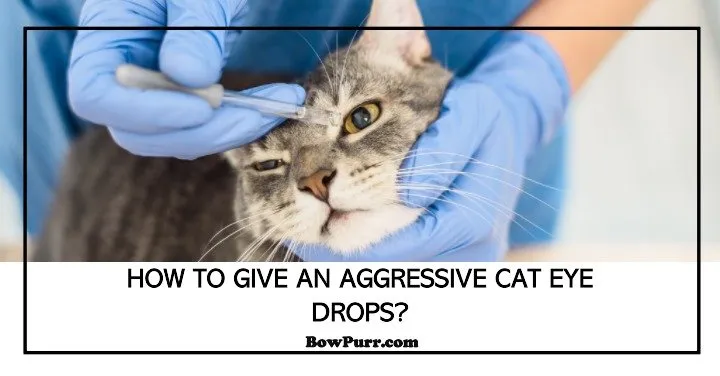 how to give an aggressive cat eye drops with an image of a cat getting eye drops
