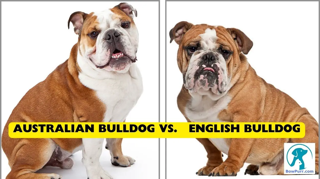 Australian Bulldog Vs. English Bulldog