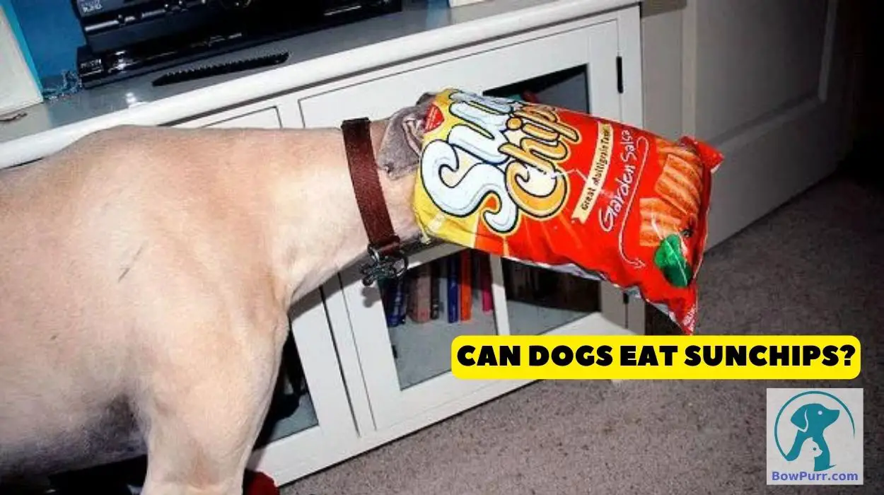 Can Dogs Eat Sunchips
