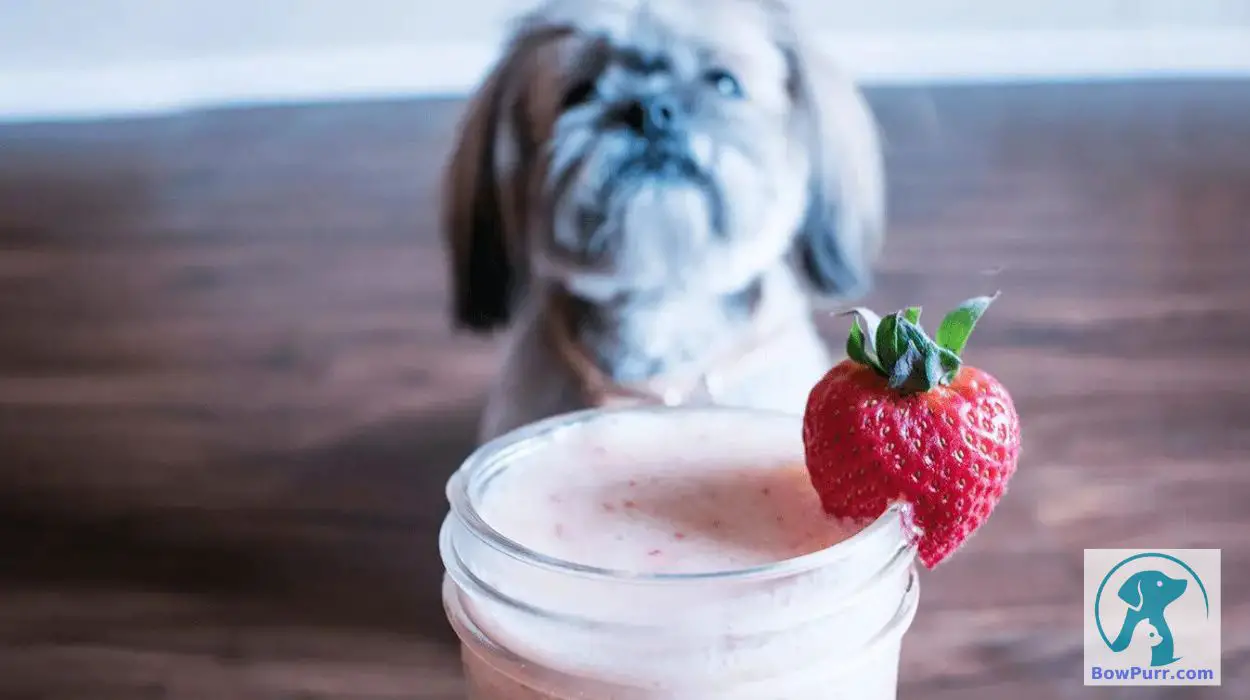 Can I Give My Dog Strawberry Yogurt