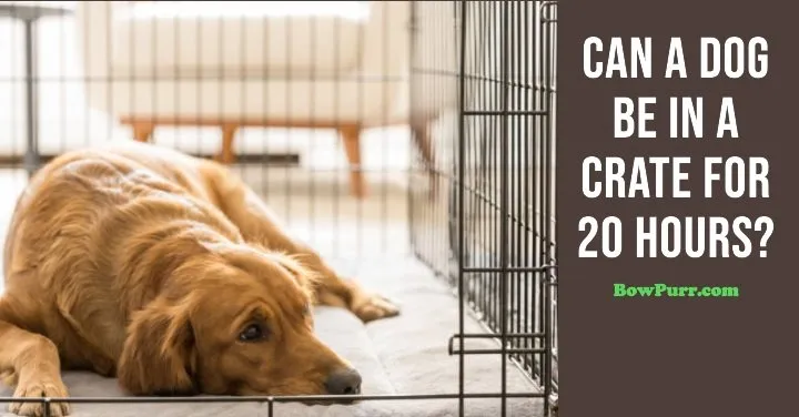 Can a Dog Be in A Crate for 20 Hours
