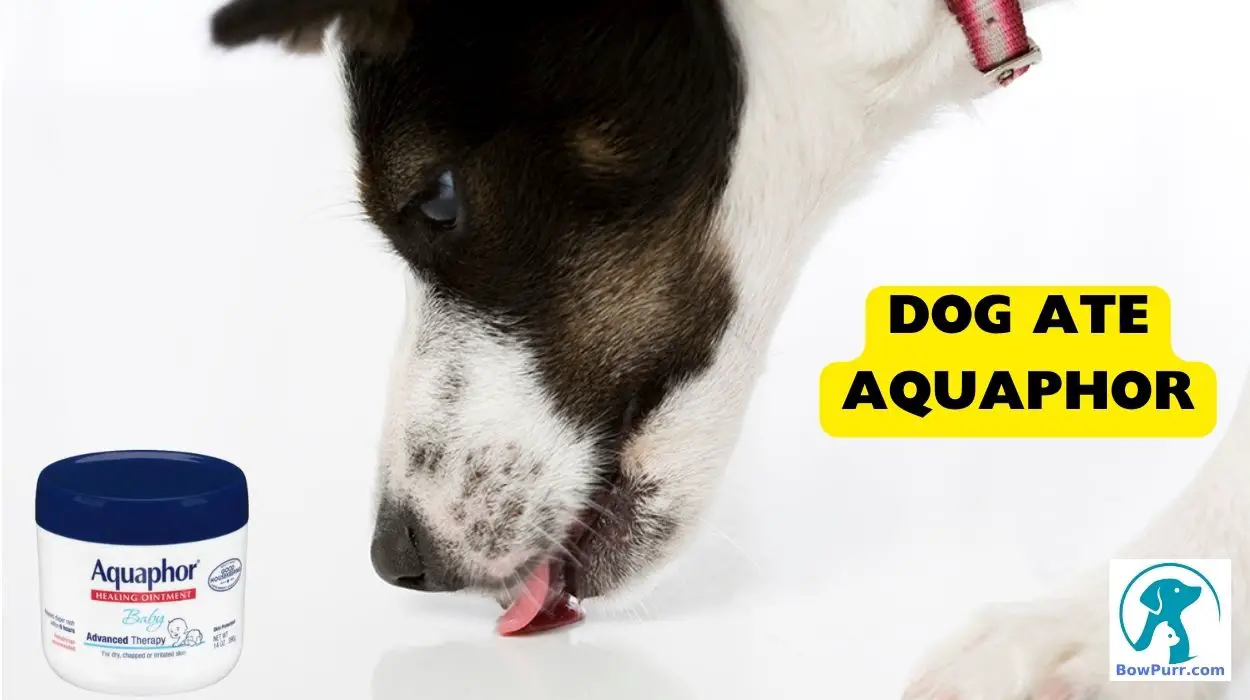 Dog Ate Aquaphor