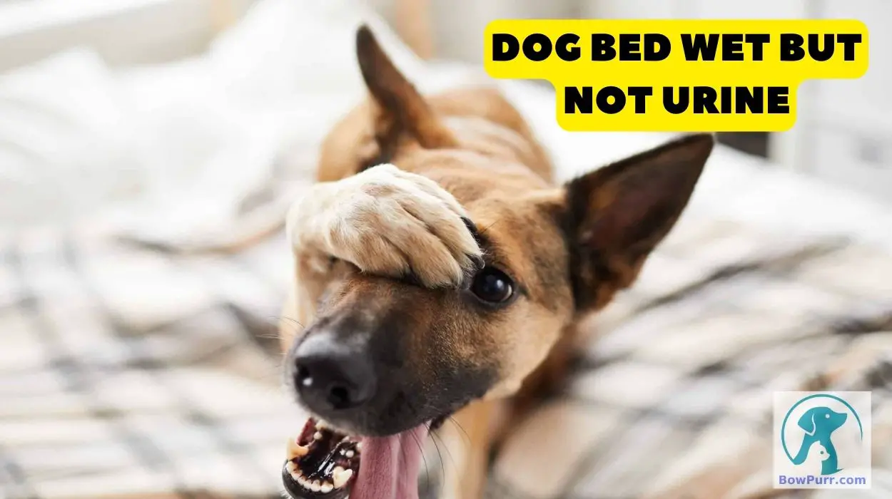 Dog Bed Wet but Not Urine