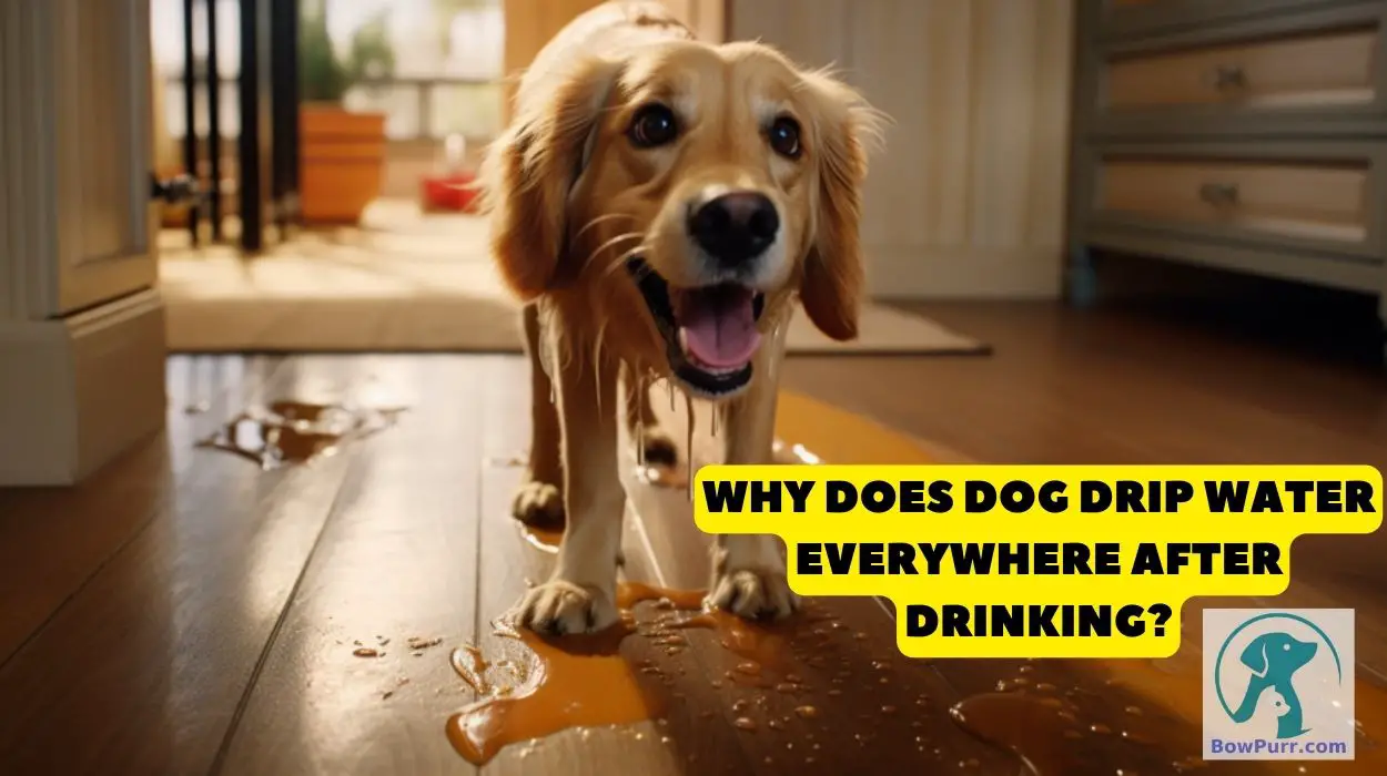 Dog Drips Water Everywhere After Drinking