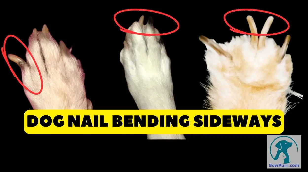 Dog Nail Bent Sideways