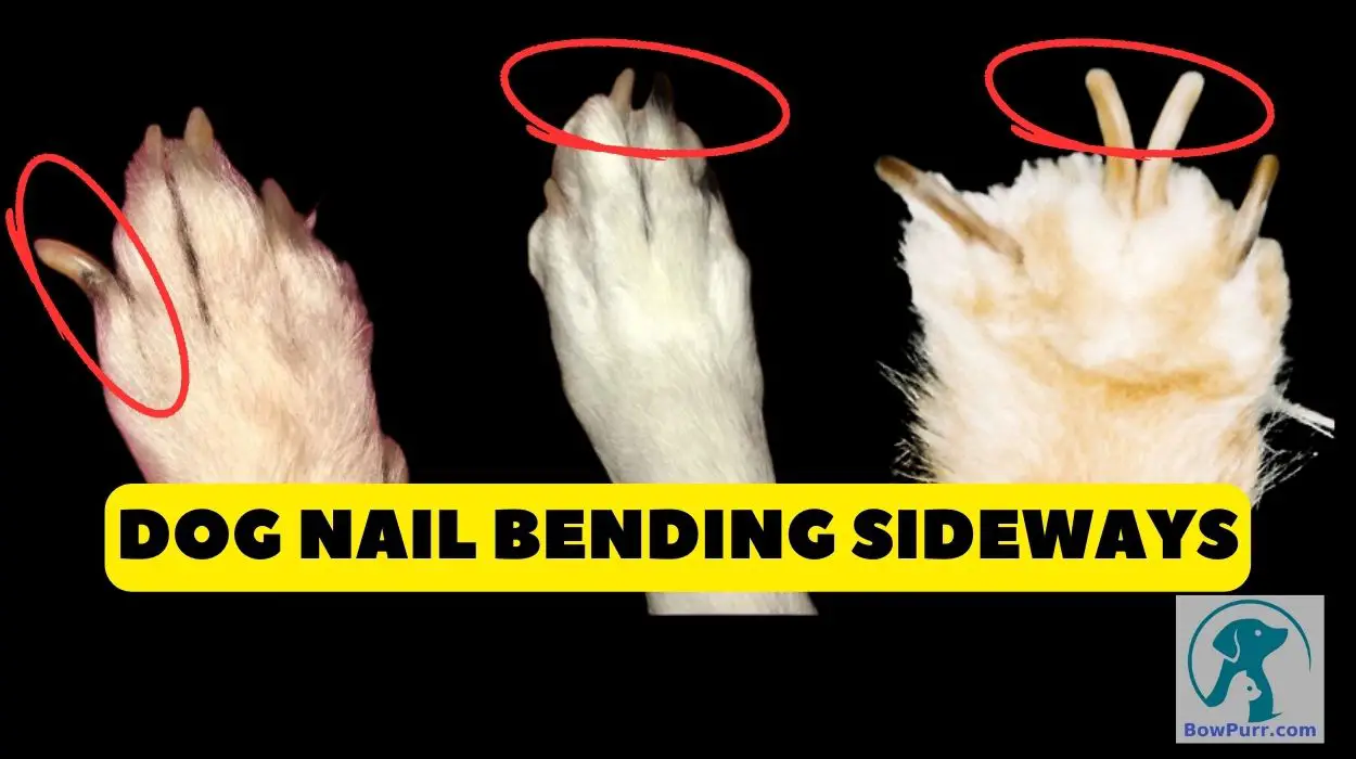 Dog Nail Bent Sideways - BowPurr