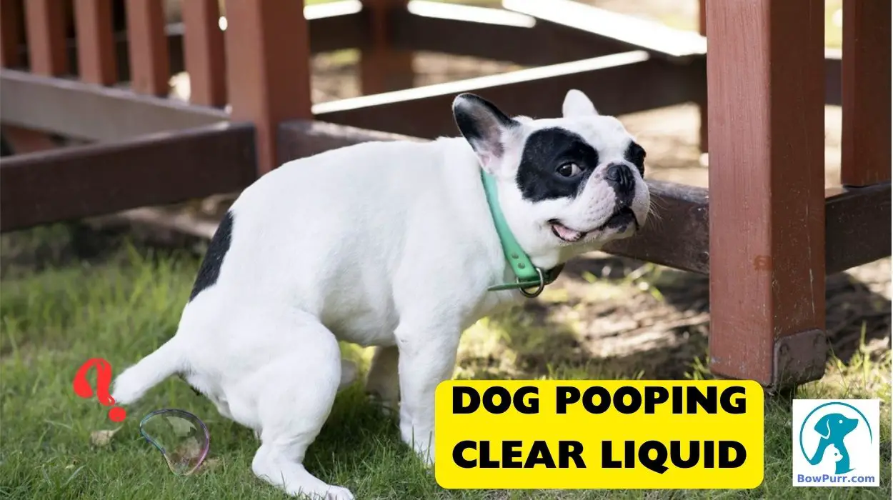 Dog Pooping Clear Liquid