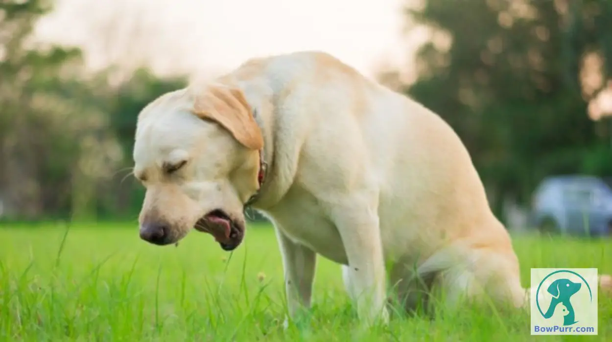 Dog Threw up Hard White Chunk