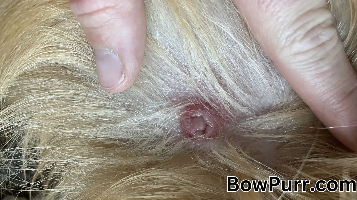 Inverted Nipple in Dogs