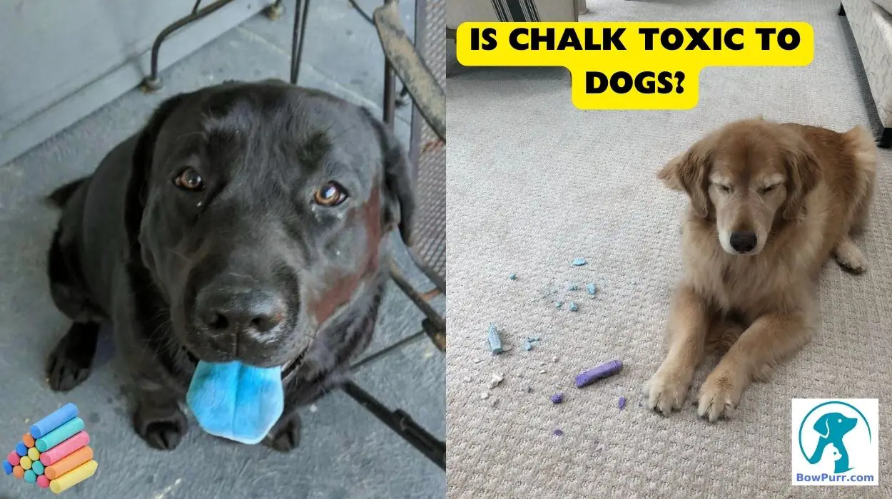 Is Chalk Toxic to Dogs