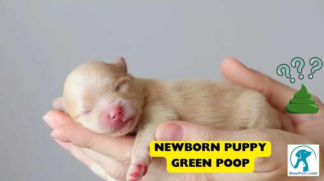 Newborn Puppy Green Poop