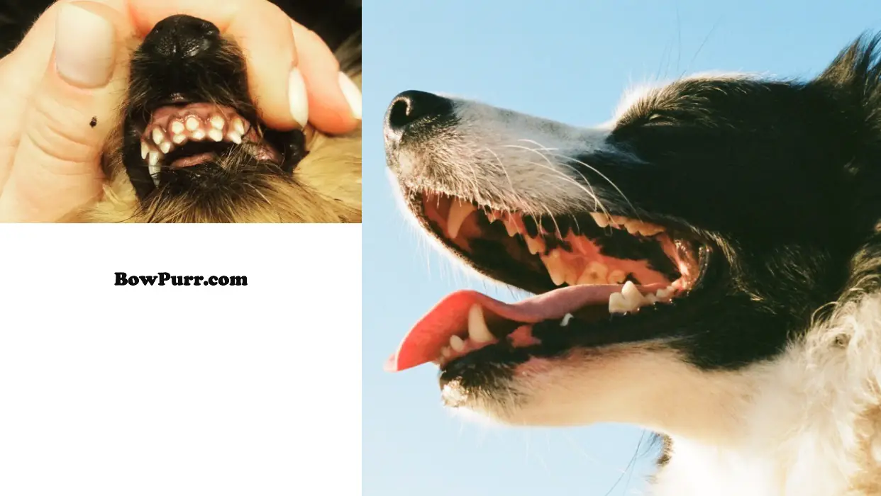Retained Puppy Teeth - How Long to Wait