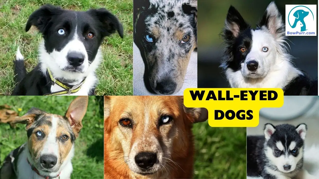Wall-Eyed Dogs
