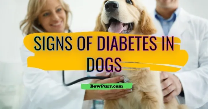 What Are the Signs of Diabetes in Dogs