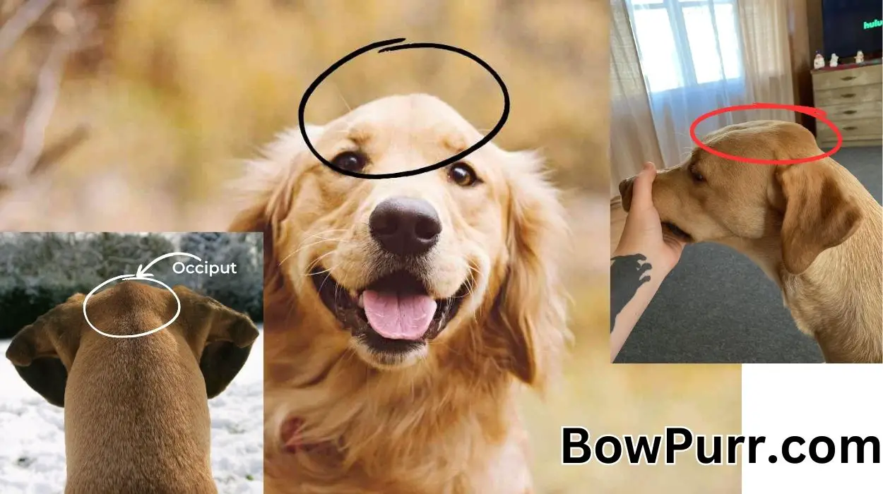 Why Is My Dog's Occiput Getting Bigger? BowPurr