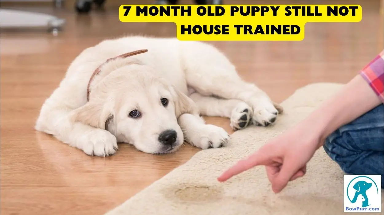 7 Month Old Puppy Still Not House Trained