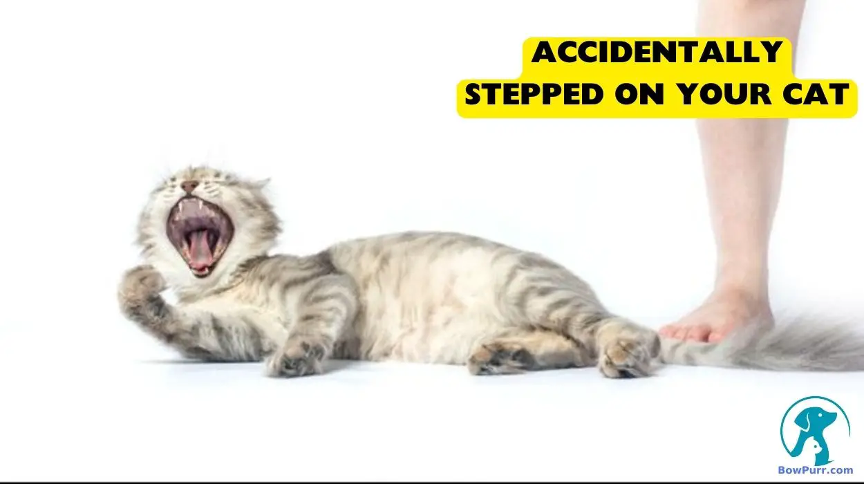 Accidentally Stepped On Your Cat