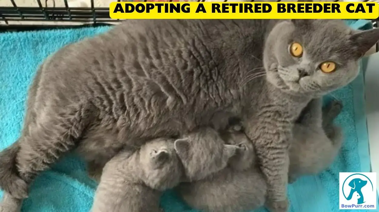 Adopting A Retired Breeder Cat